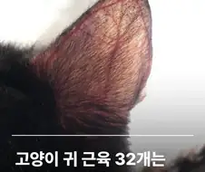 고양이 귀의 놀라운 사실