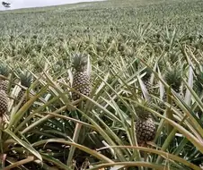 파인애플 관련 대다수는 모르는 지식