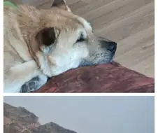 친구가 우리집 멍뭉이 닮았다고 보내줬어.jpg