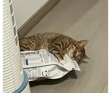 바뀐 사료가 너무 맘에든 고양이