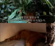 캣맘 관련 가장 큰 문제