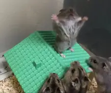 쇼타만화를 번역할 메시아가 오셨다