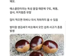 밤 처럼 생겼지만 먹으면 큰일나는 열매.jpg