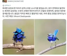 소나기 처맞은 새.jpg