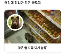 혈당 스파이크 온 불곰