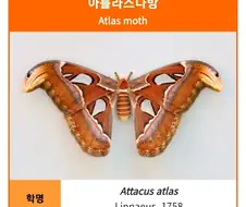 현대 아틀라스 볼 때마다