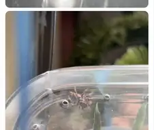 깡총거미 배 통통