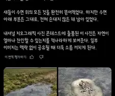 혐)덴마크 늪지대에서 죽은 양