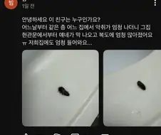 수상한 벌레가 나타났다.jpg