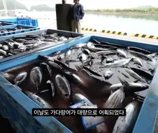 가쓰오부시 만들어지는 과정