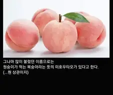 한 과일의 복잡한 개명 역사.jpg