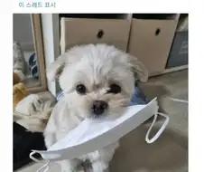 우리집 강아지 대학보내야하는거아냐??