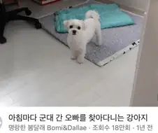 군대 간 오빠 기다리는 멍뭉이.jpg