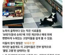벌금까지 내면서 가게에서 고양이를 키우는 이유