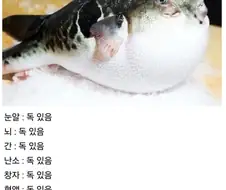 복어:제발 절 먹지 마세요