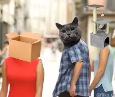 고양이의 마음.jpg