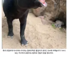 재미있는 말레이 맥의 특징 모음