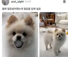 엉엉이