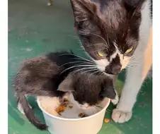 어느 공장의 새끼 낳은 고양이...