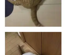 아기 고양이들… 확대전 확대후