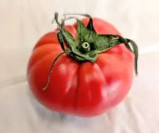 좀 큼직한 토마토의 단면