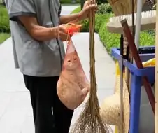 건물 관리인이 잡아준 집 나간 고양이