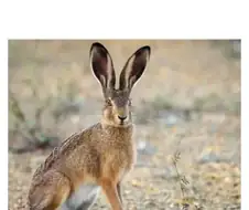 영어에서 굴토끼(rabbit)와 산토끼(hare)를 구별하는 이유