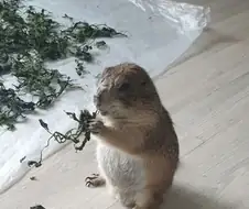 다먹은 프레리독