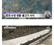 강아지 수영장 위해 하천을 시멘트로 매꿔버린 서귀포시.jpg