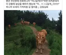 산에서 소떼를 만났을 때
