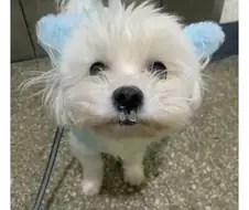 한파에 산책나갔다 돌아온 멍뭉이.jpg