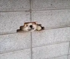 쭈인님 마중나갔다