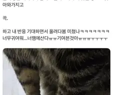 트름했다가 칭찬 들은 고양이.jpg