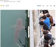 부캉이 3미터 크기 암컷 흑상어로 밝혀짐