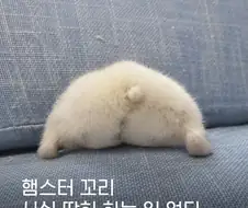 햄스터 꼬리에 관한 놀라운 사실