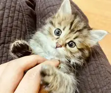 시베리안 “고양이”.jpg