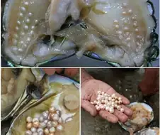 양식 진주를 채취하는 모습