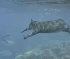 AI같은데 AI가 아니라는 고양이