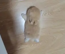너무 뜨거운 장판 때문에 녹아내린 토끼.jpg
