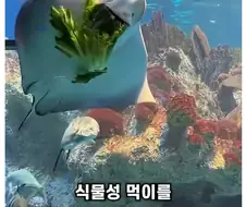 가오리 풀뜯어먹는 소리하고 있네