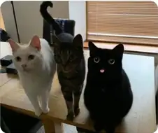 혼자만 그림체가 다른 고양이