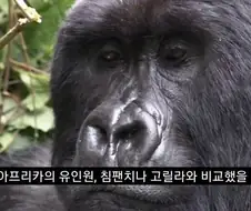 인간의 성기가 크고 굵은 이유