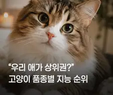 고양이 품종별 지능 순위...
