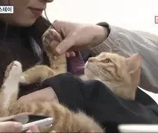 확실히 옛날보다 사람들이 고양이 참 좋아하는듯