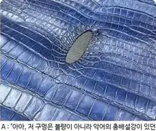 악어의 애널가죽