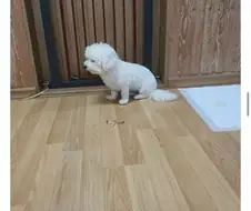 개도 안먹는 족발