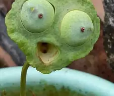 연꽃 씨앗 꼬투리
