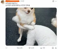 취향이 독특한 댕댕이