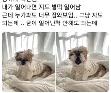 주인님이 깨어난 걸 감지한 강아지.jpg