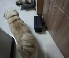 고양이-공포